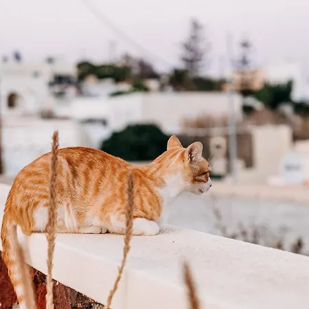 فيلة Santorini In Megalochori *